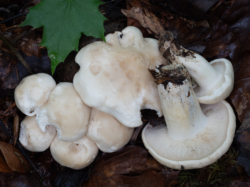 Calocybe gambosa